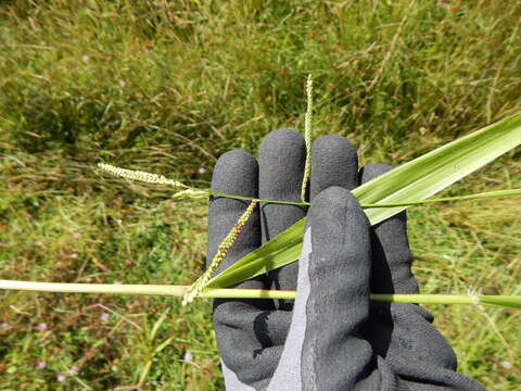 Sivun Paspalum scrobiculatum L. kuva