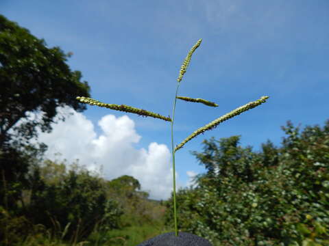 Sivun Paspalum scrobiculatum L. kuva