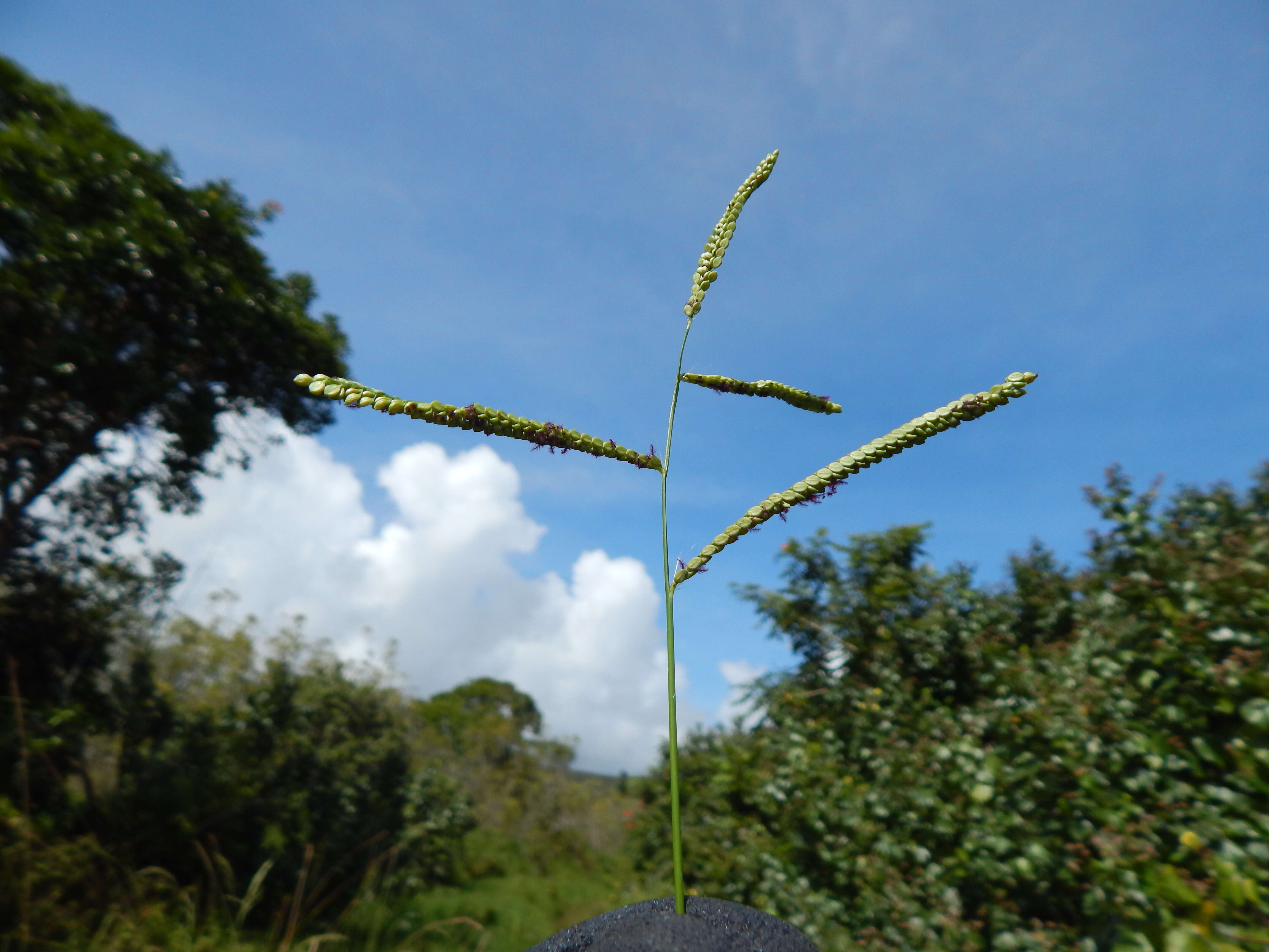 Image of Kodo Millet