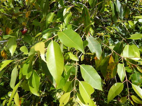 Image of Java plum