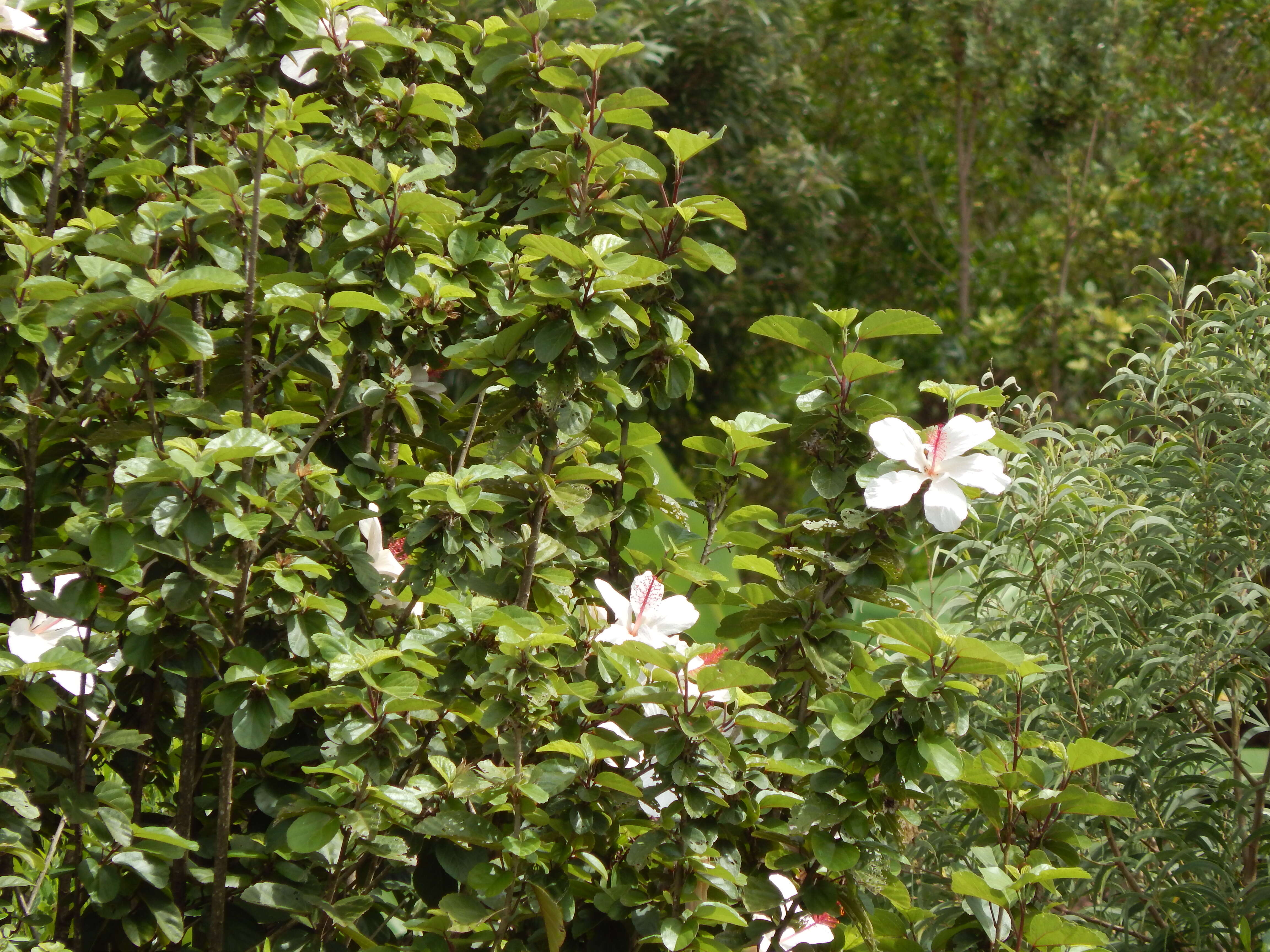 Image of white Kauai rosemallow