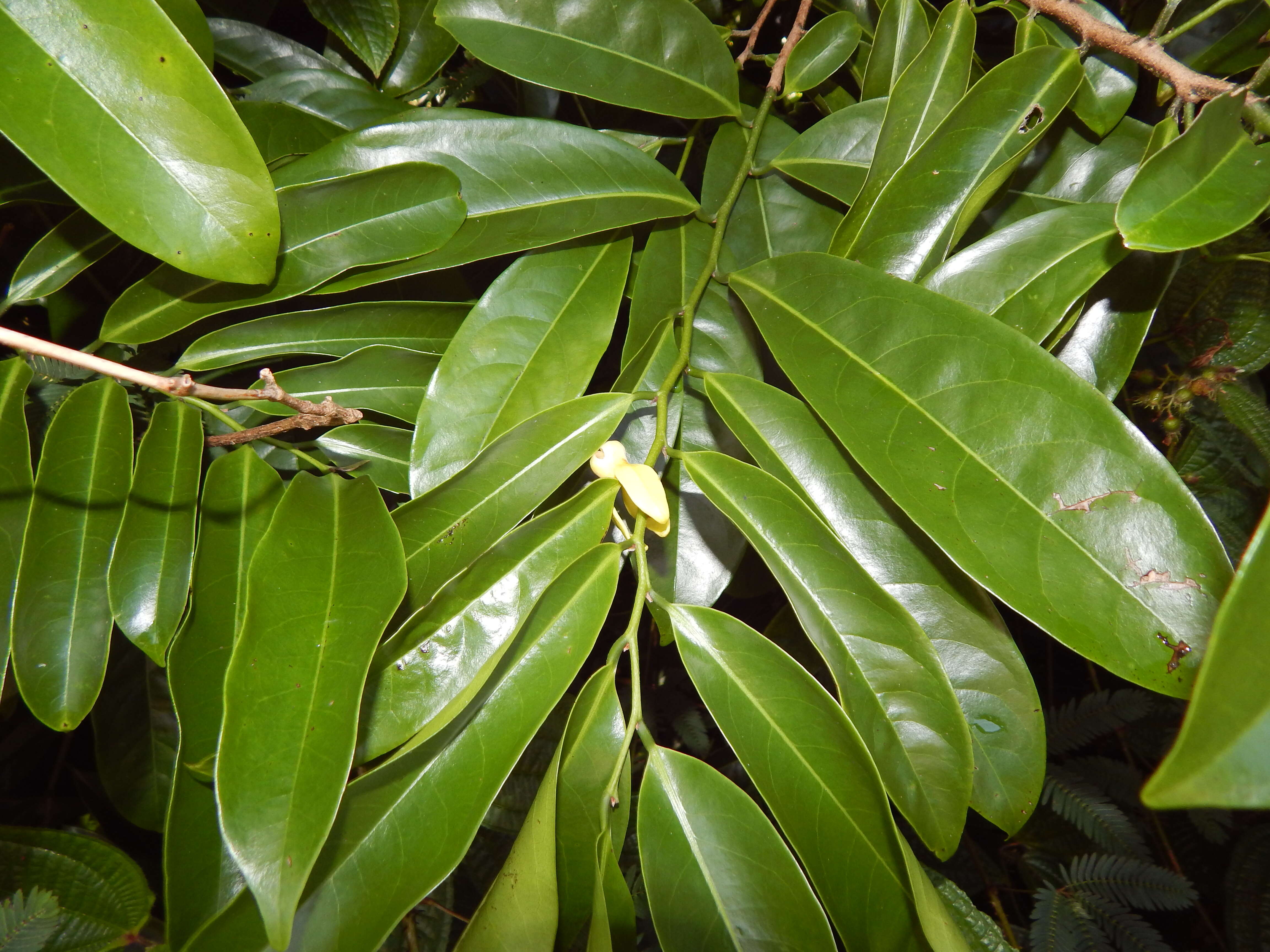 Image of climbing ilang-ilang