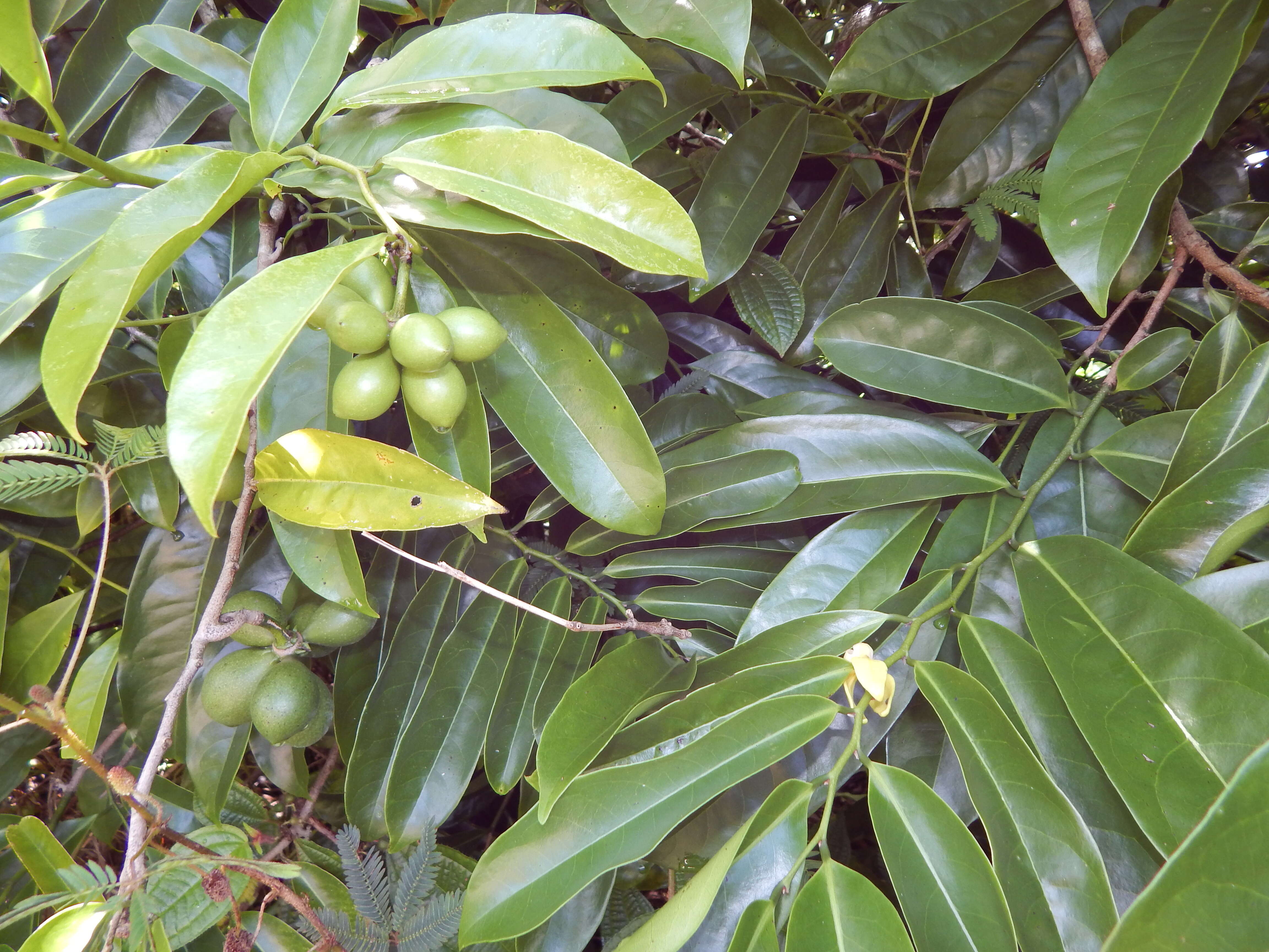 Image of climbing ilang-ilang