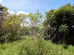 Sivun Hibiscus furcellatus Desr. kuva