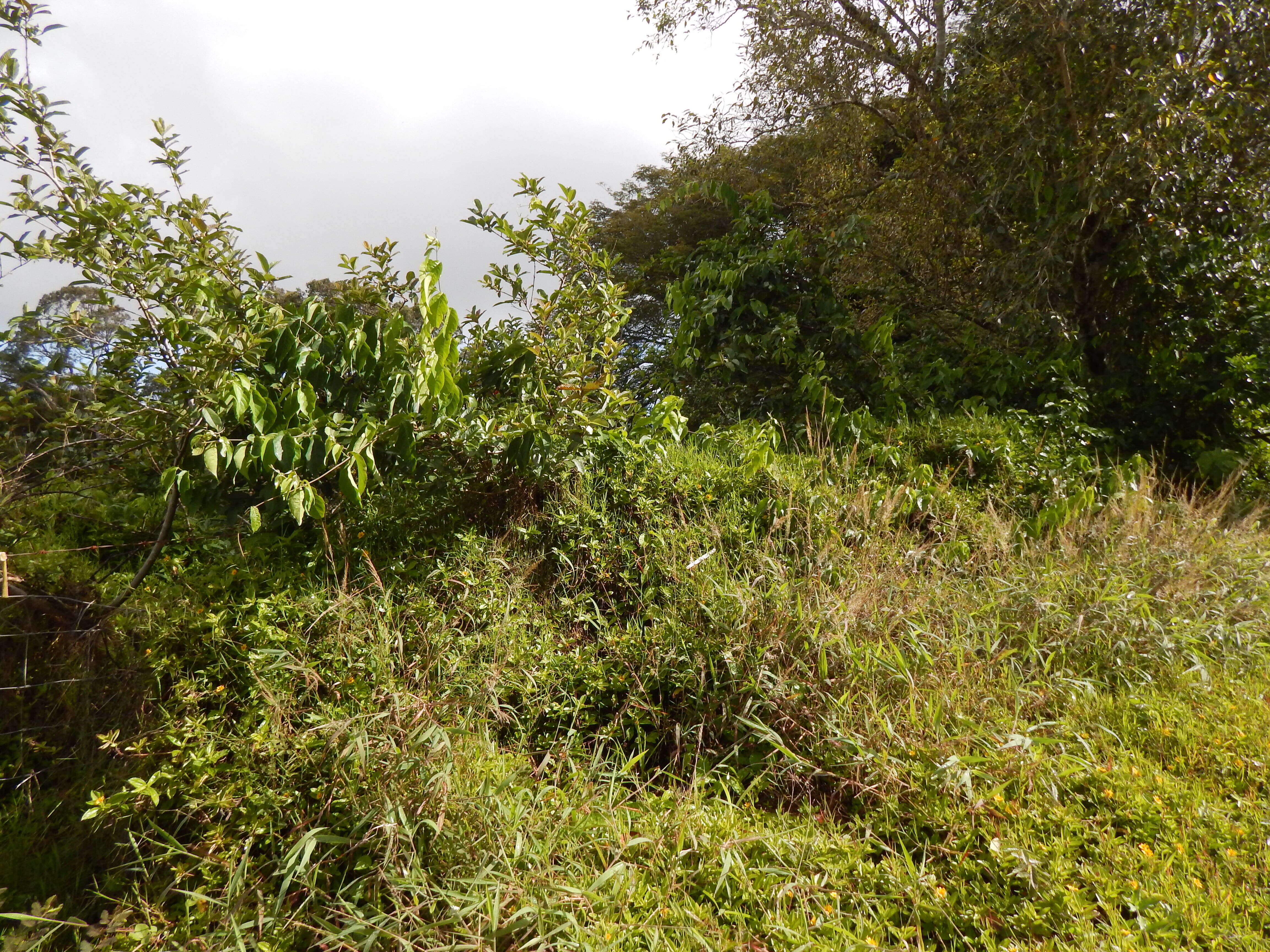 Banisteriopsis caapi (Spruce ex Griseb.) Morton resmi