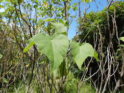 Image of lindenleaf rosemallow