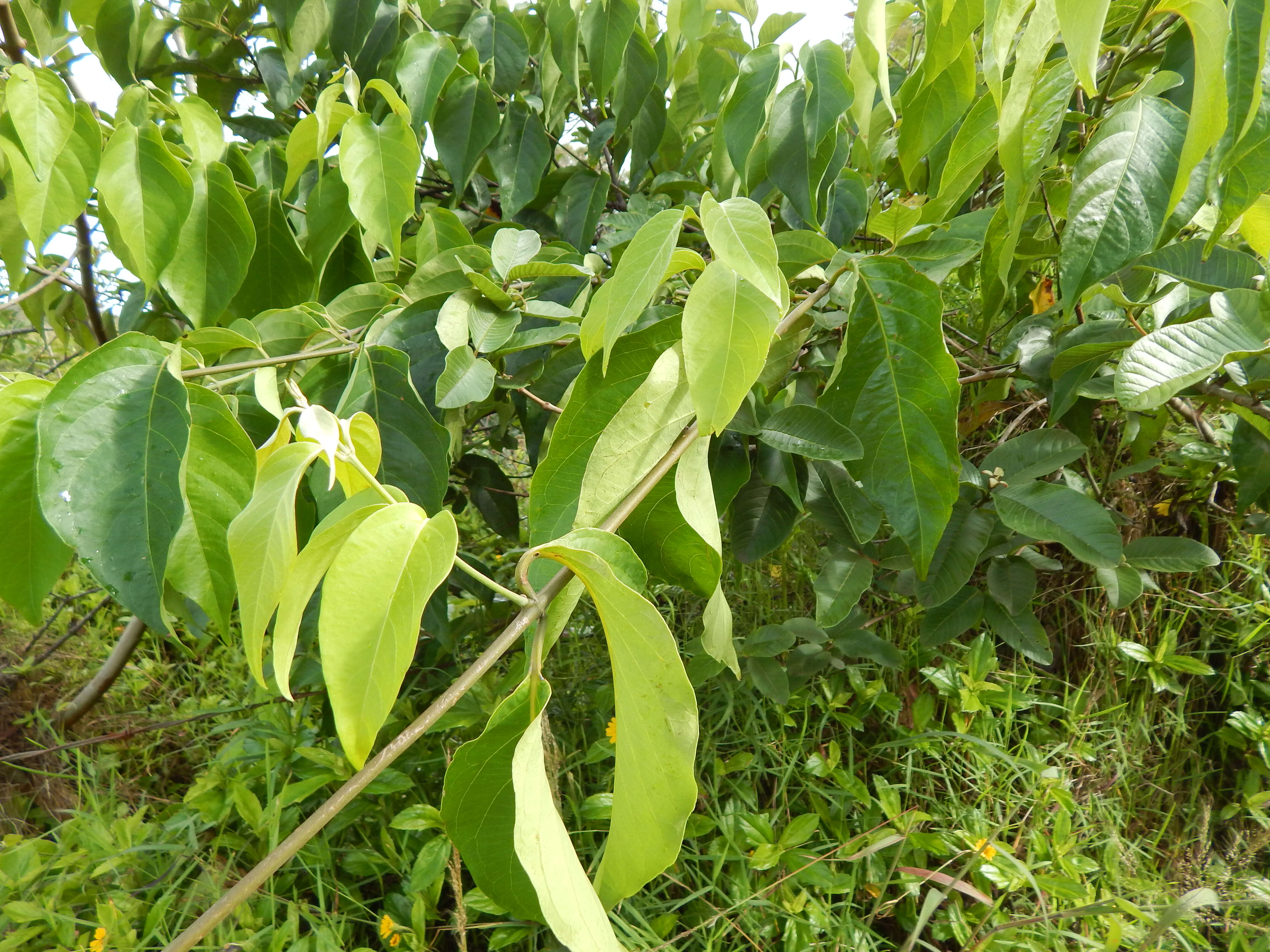 Banisteriopsis caapi (Spruce ex Griseb.) Morton resmi