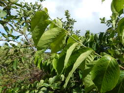 Banisteriopsis caapi (Spruce ex Griseb.) Morton resmi