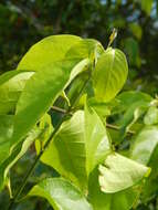 Image of ayahuasca