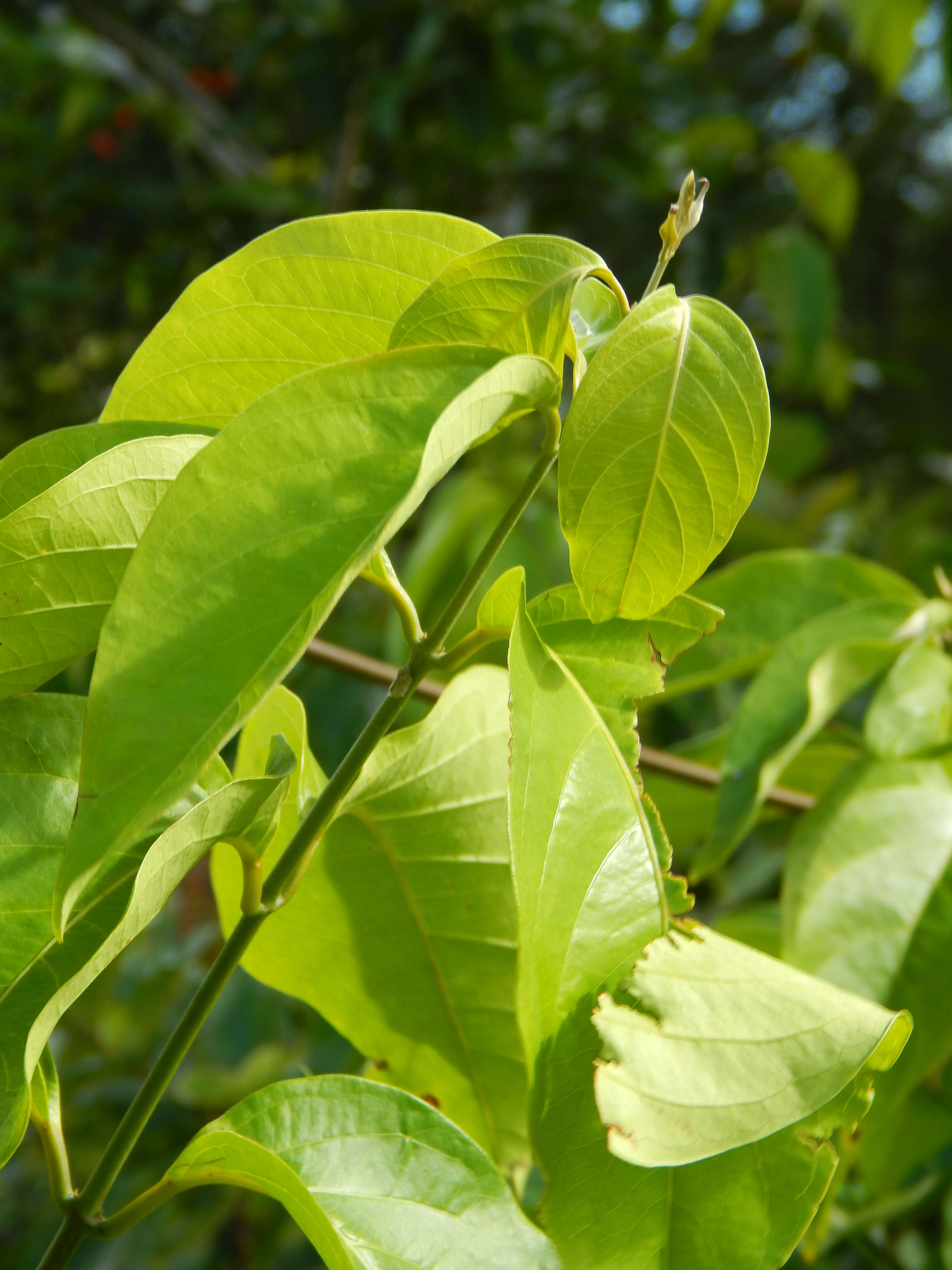 Banisteriopsis caapi (Spruce ex Griseb.) Morton resmi