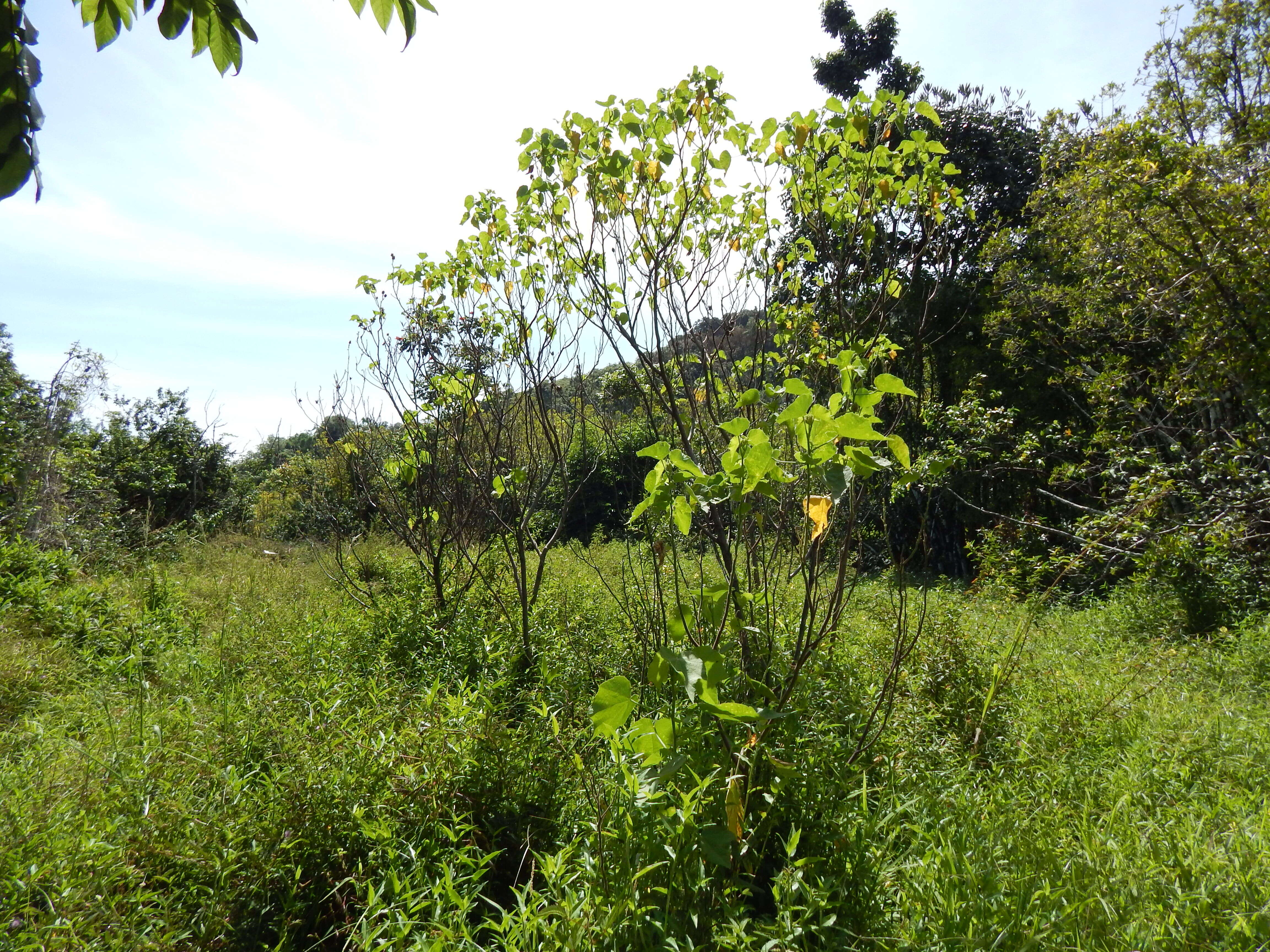 Image of lindenleaf rosemallow