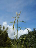 Image of bigleaf bristlegrass