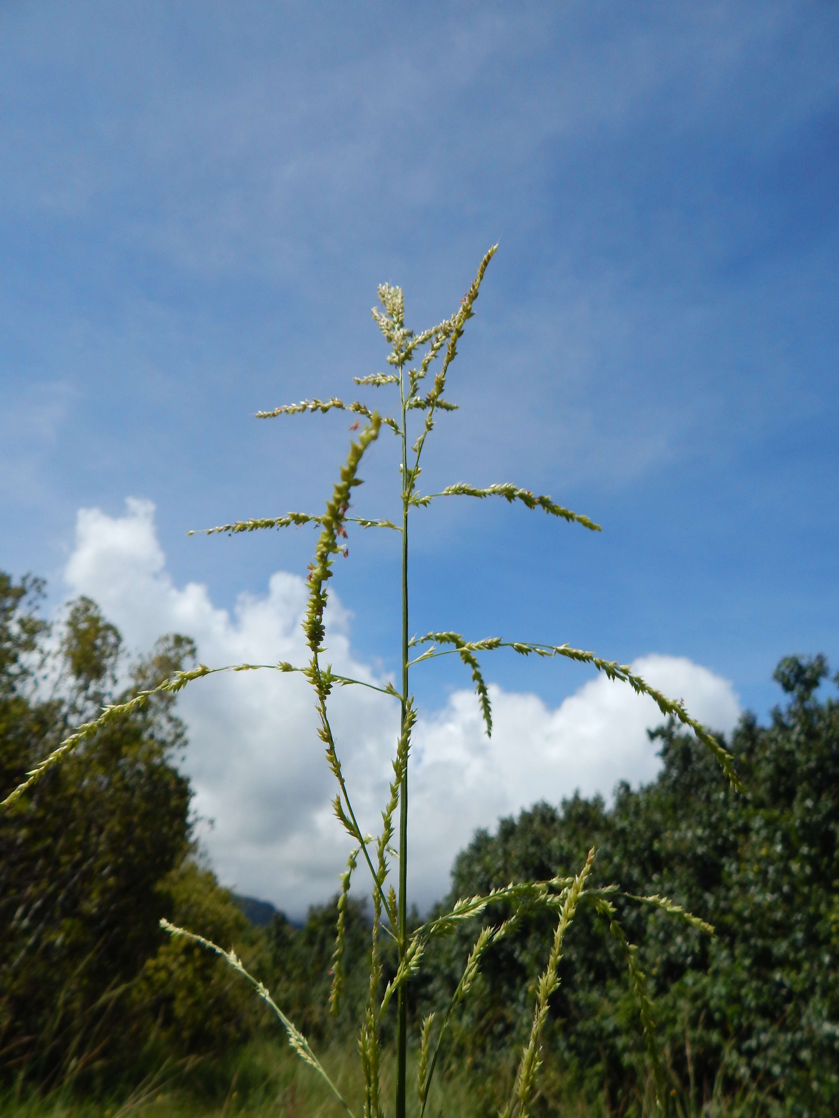 Image de Setaria palmifolia (J. Koenig) Stapf