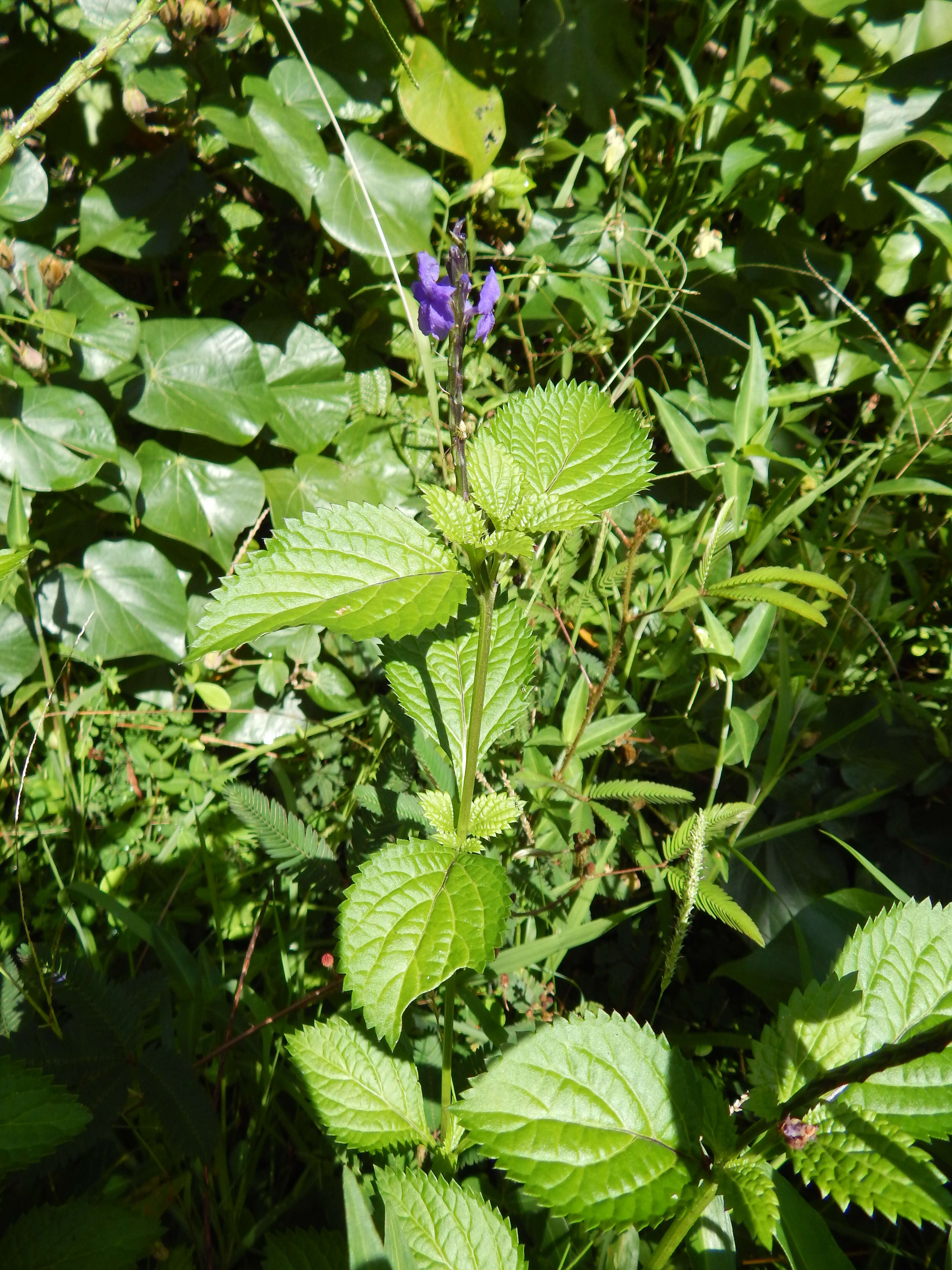 Image of cayenne porterweed