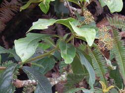 Image of umbrella catchbirdtree