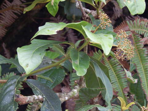 Image of umbrella catchbirdtree