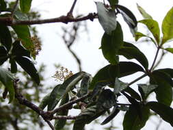 Image of umbrella catchbirdtree