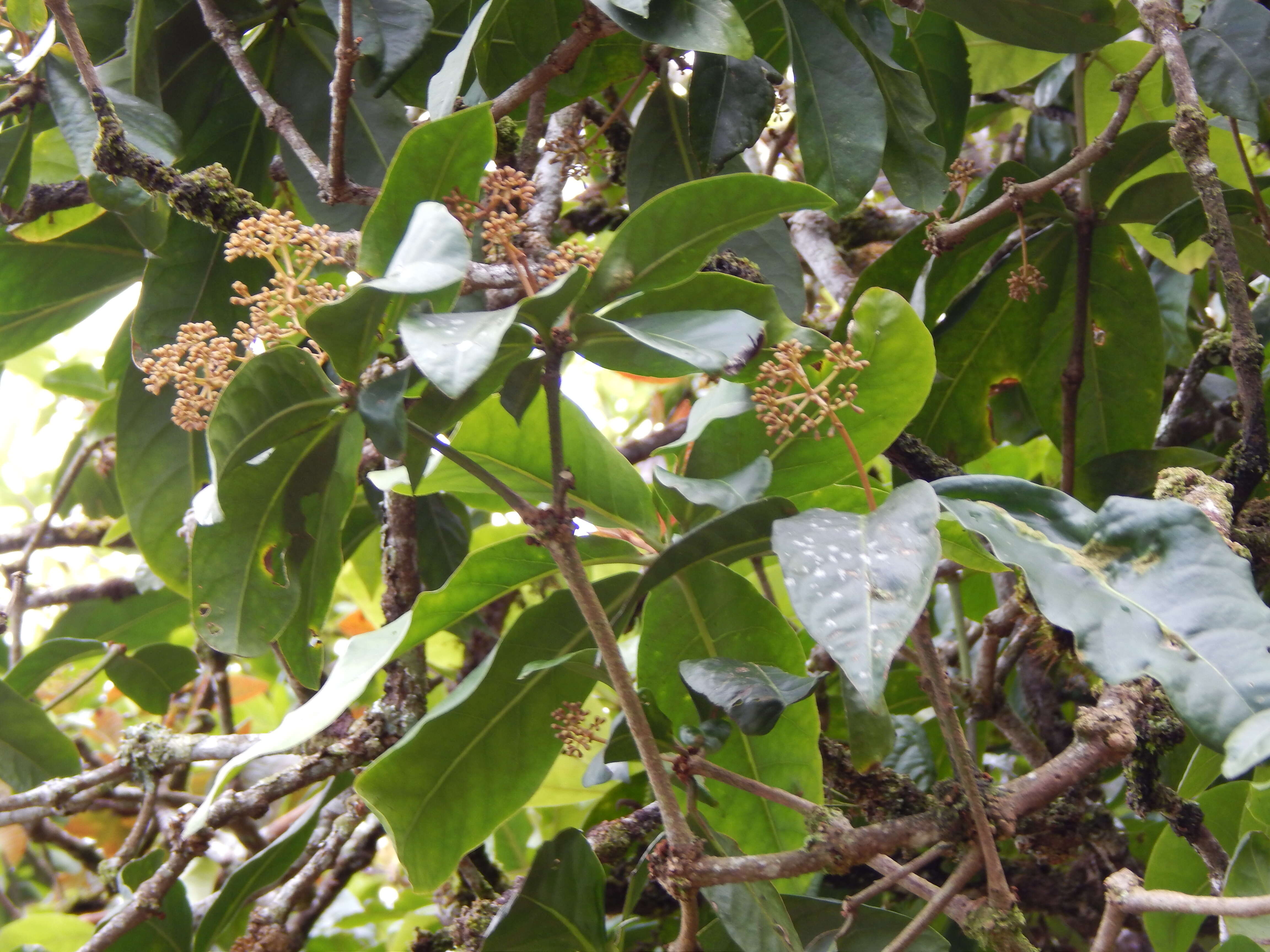 Image of umbrella catchbirdtree