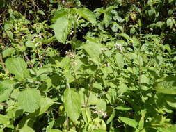 Imagem de Ageratum houstonianum Mill.