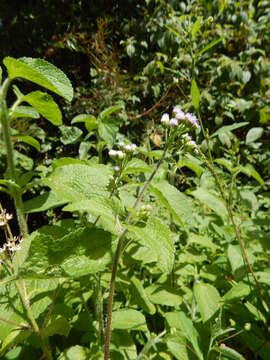 Imagem de Ageratum houstonianum Mill.