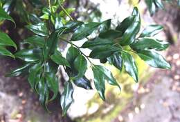 Image of Sarcococca confusa