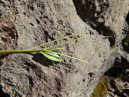 Image of broadleaf carpetgrass