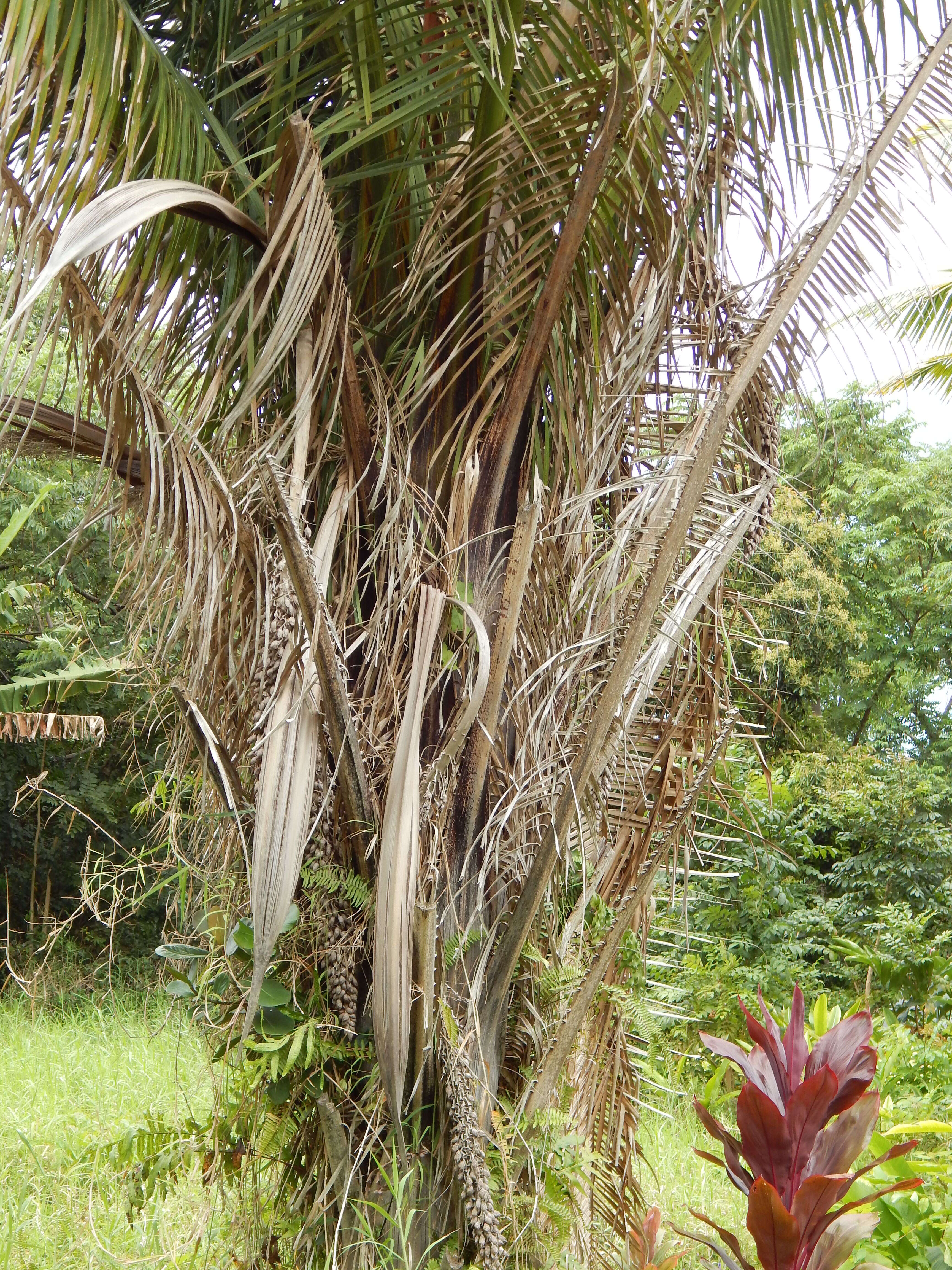 Image of African oil palm