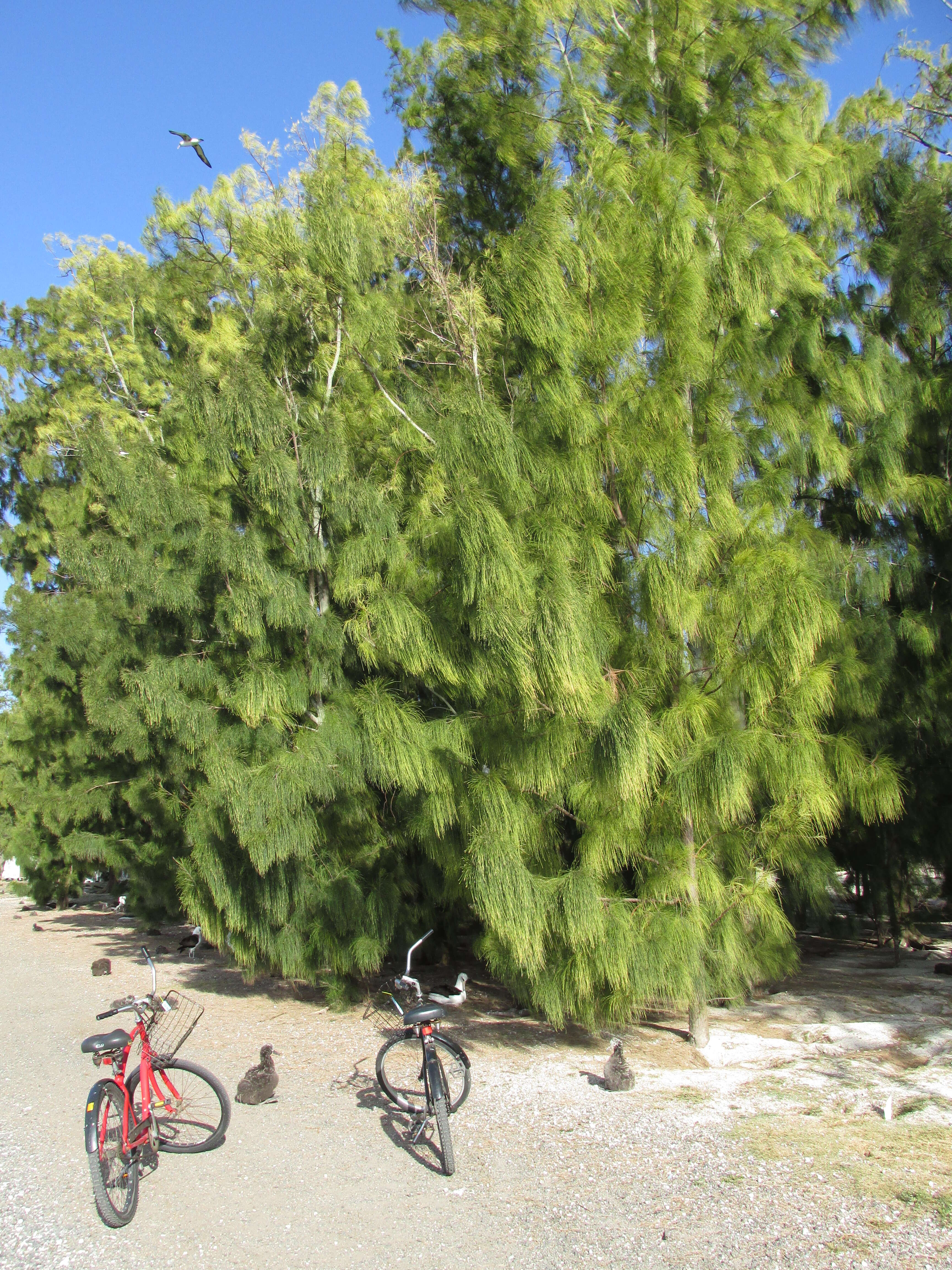 Image of gray sheoak