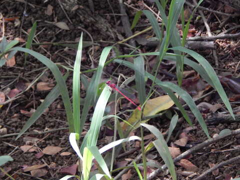 Image of Para Liverseed Grass