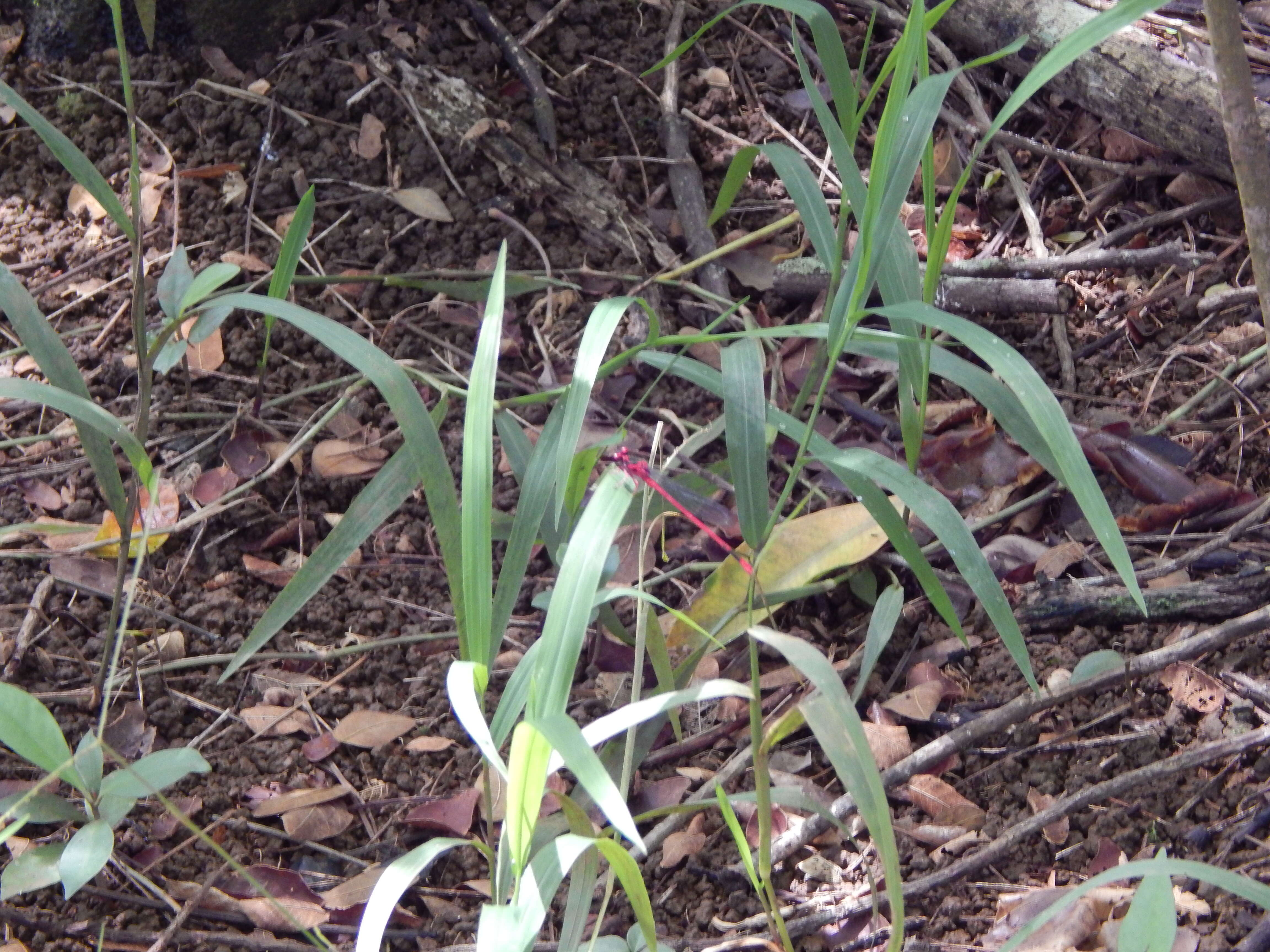 Plancia ëd Brachiaria mutica (Forssk.) Stapf