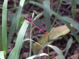 Plancia ëd Brachiaria mutica (Forssk.) Stapf