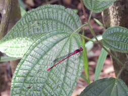 Image of soapbush