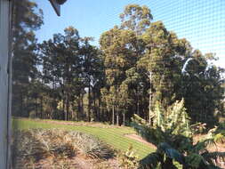 Image of gray ironbark