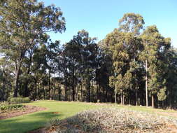 Imagem de Eucalyptus paniculata Sm.