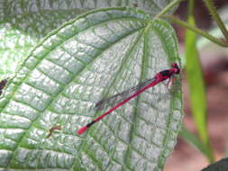 Image of soapbush