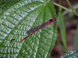 Image of soapbush