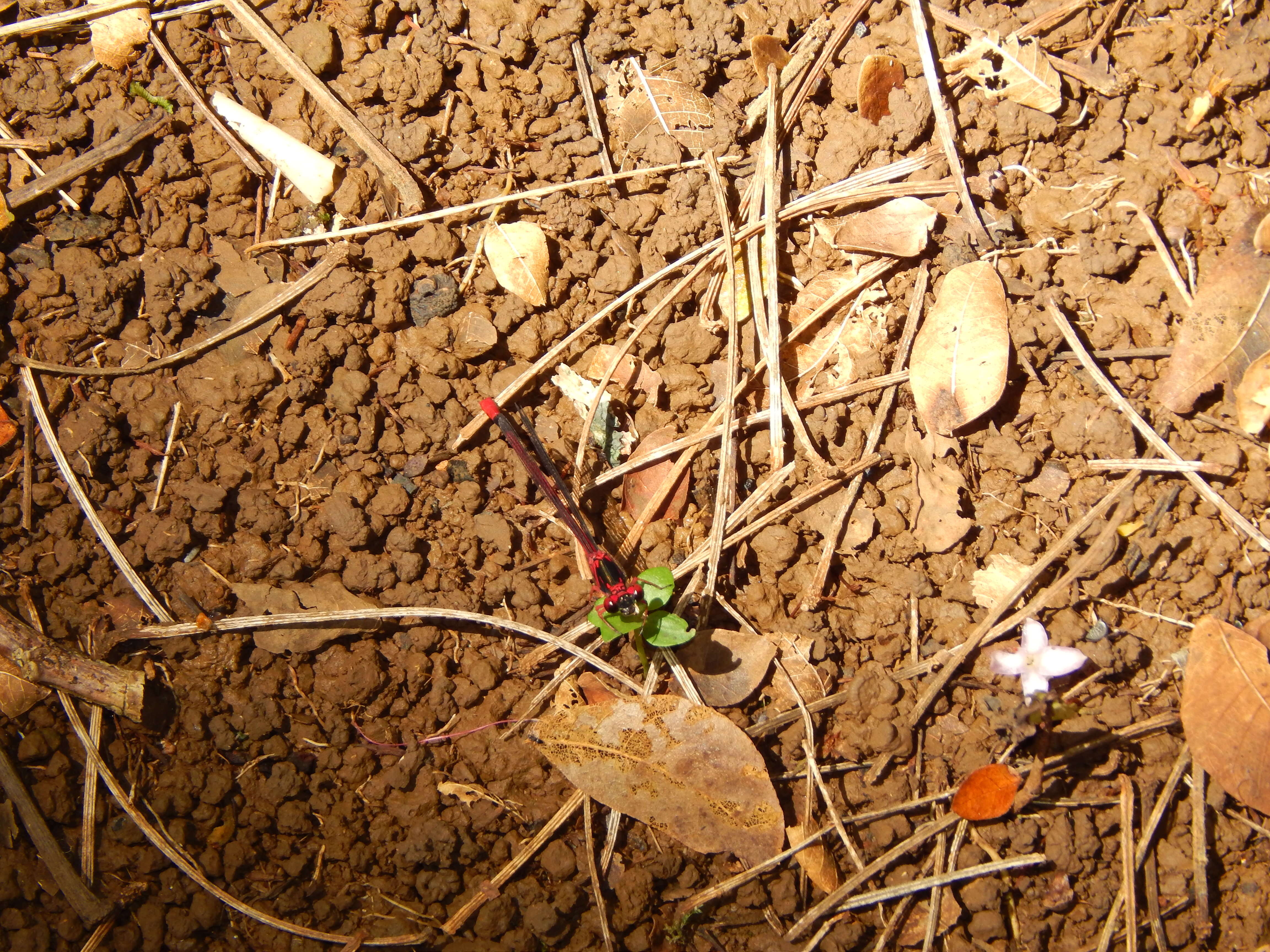 Image of soapbush