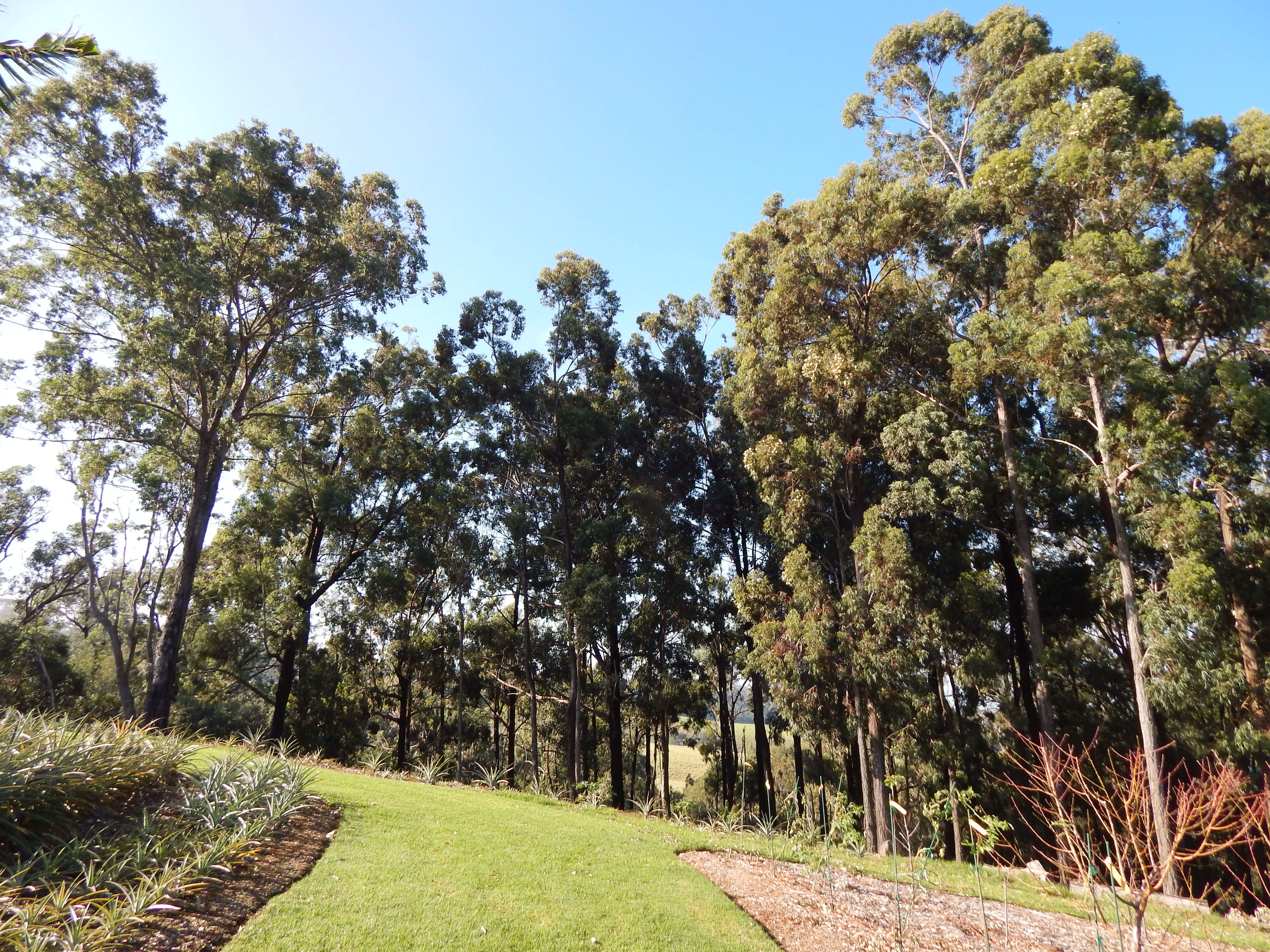 Imagem de Eucalyptus paniculata Sm.