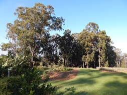 Image of gray ironbark