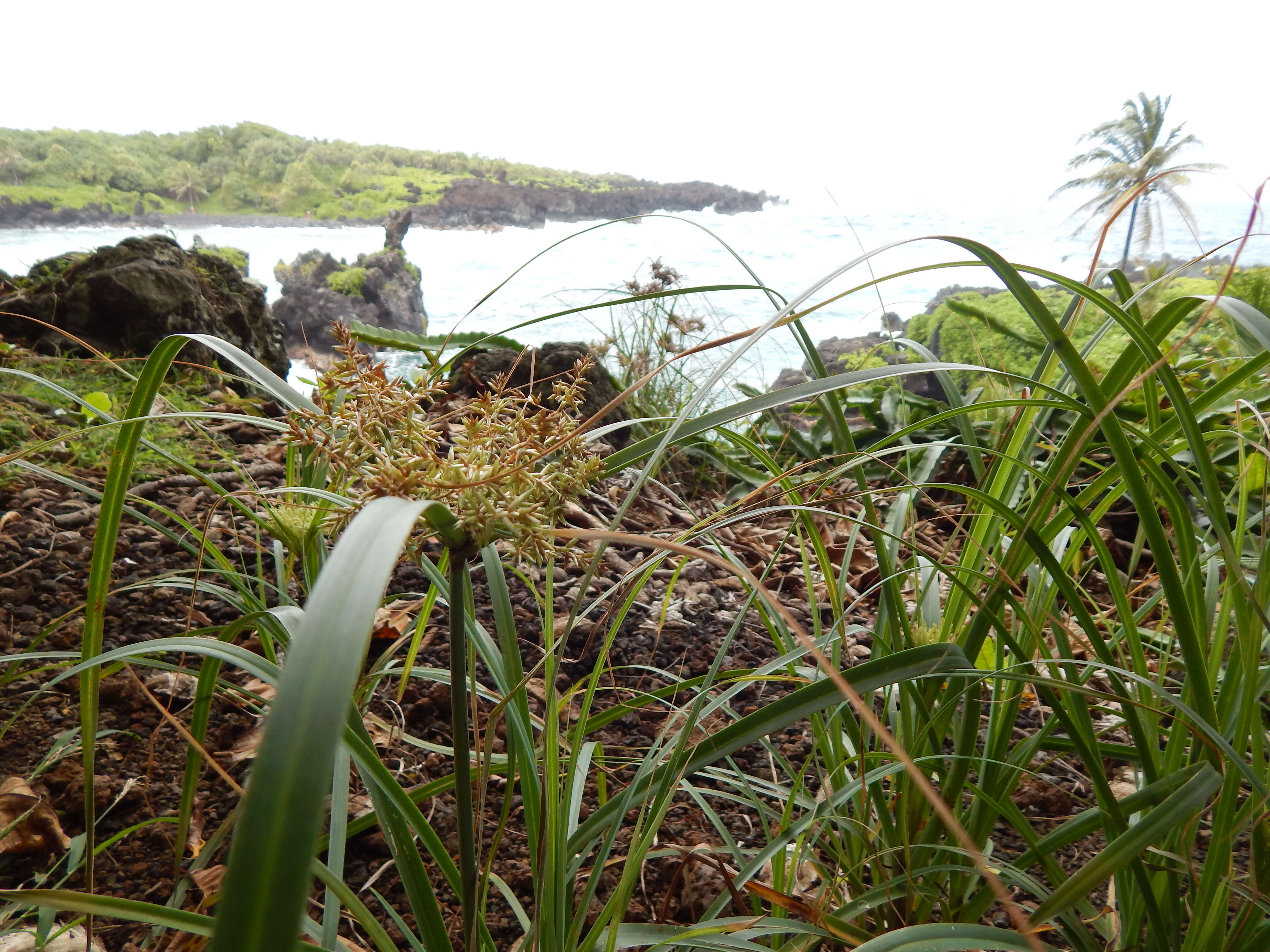 Image of Javanese flatsedge