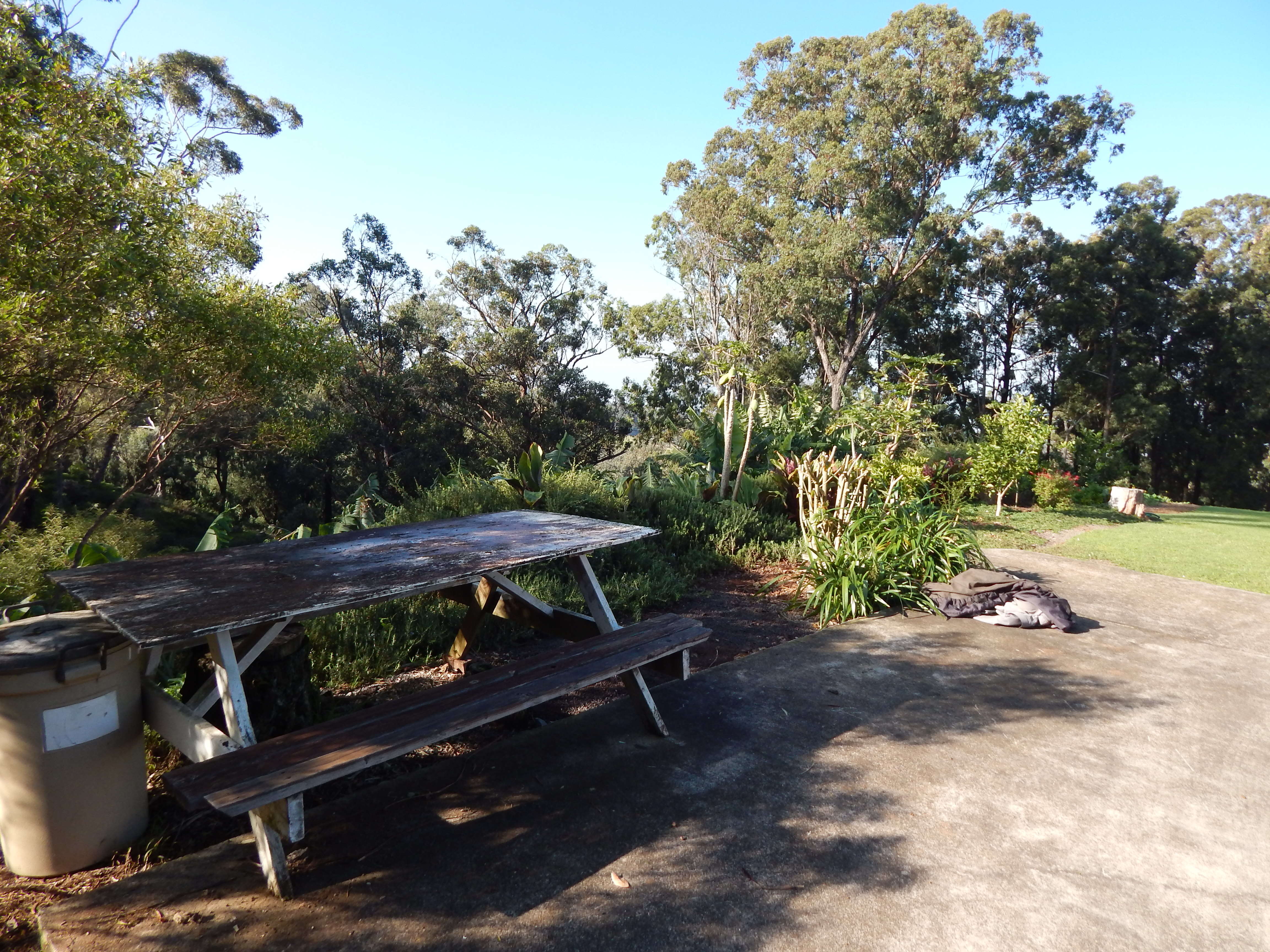 Imagem de Eucalyptus paniculata Sm.