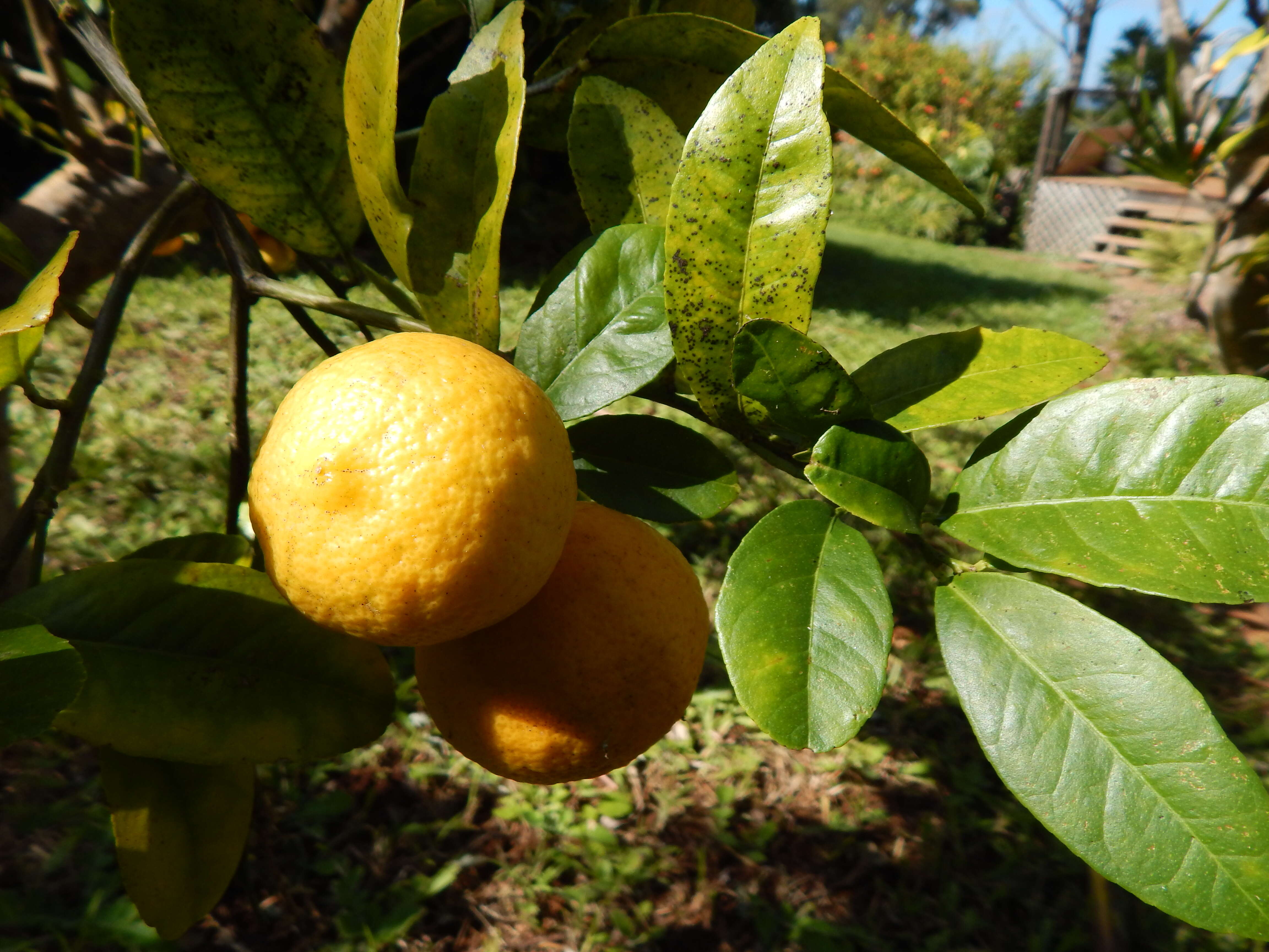 Image of Citrus × limonia