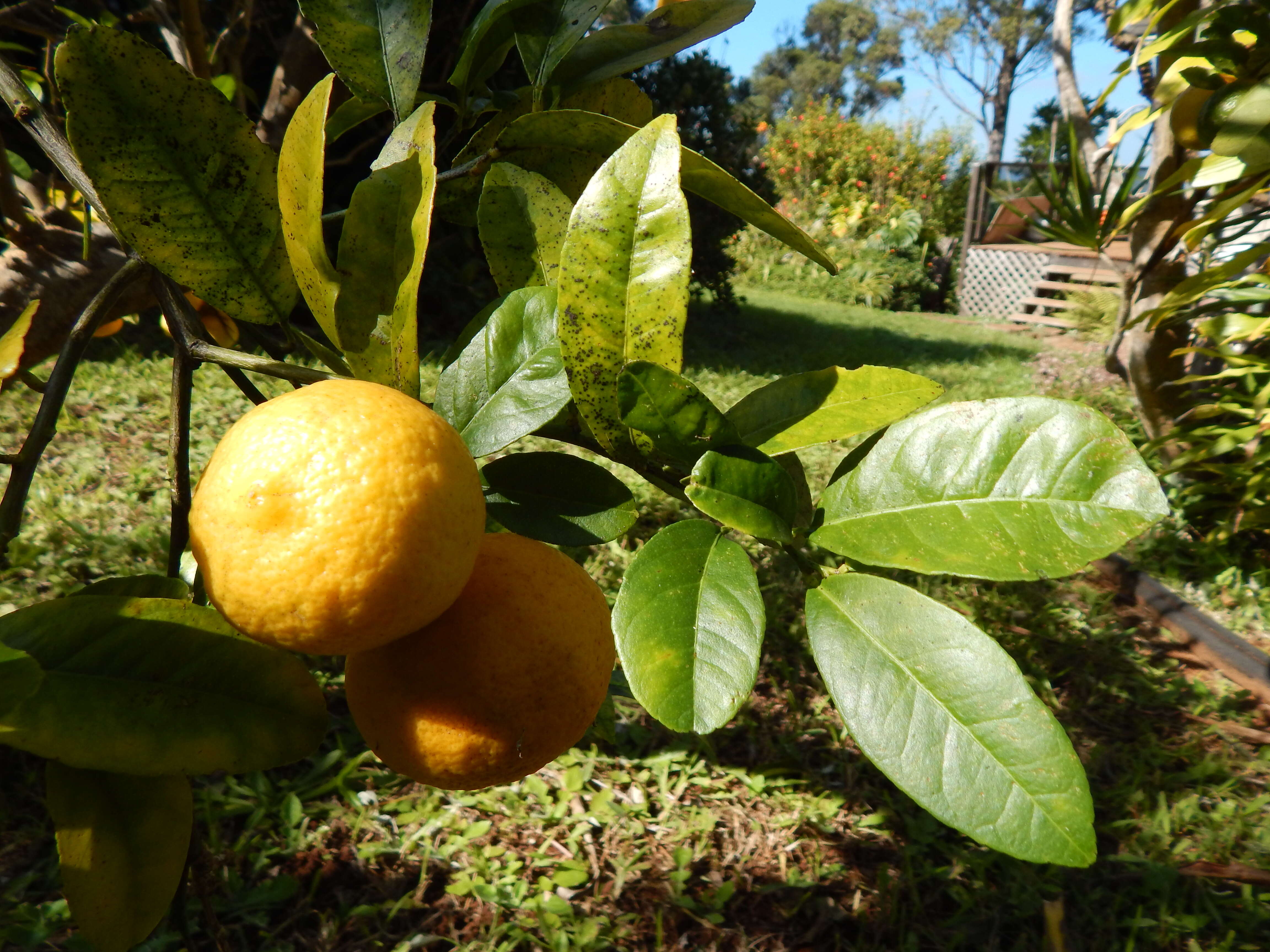 Image of Citrus × limonia