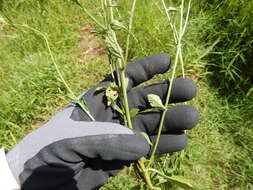 Image of ironweed
