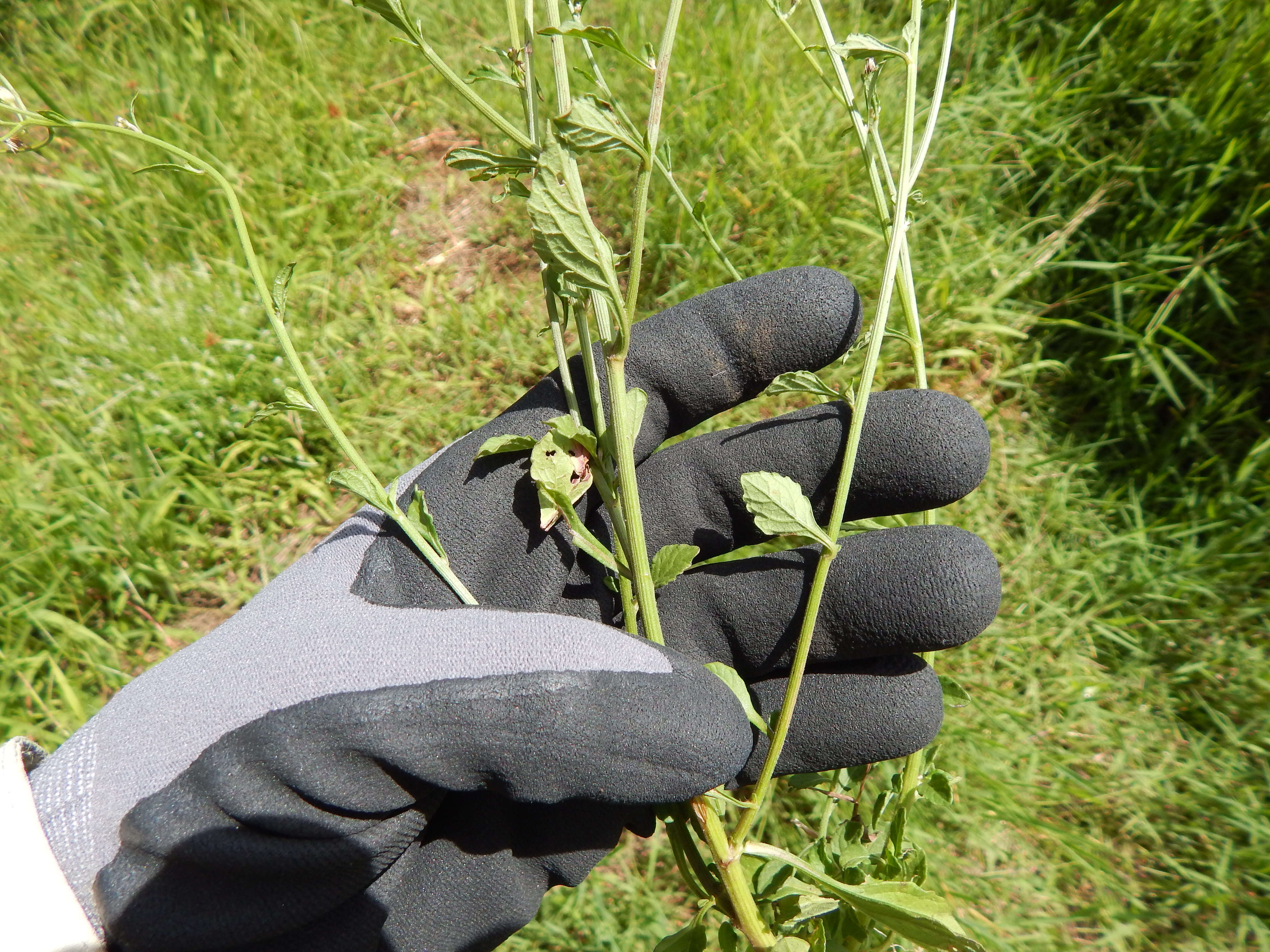 Image of ironweed
