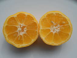 Image of Citrus × limonia