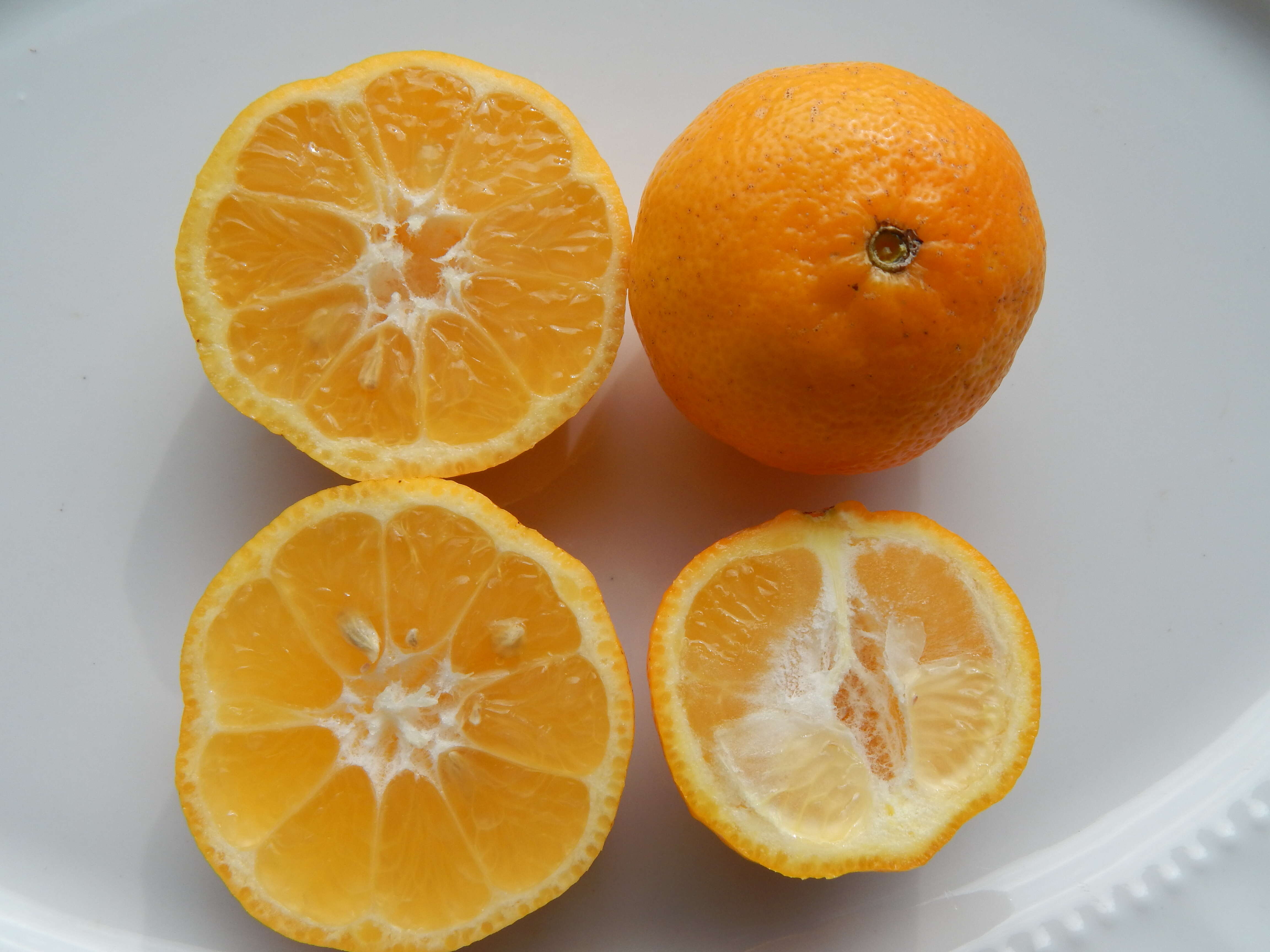 Image of Citrus × limonia