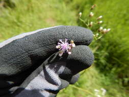 Image of ironweed