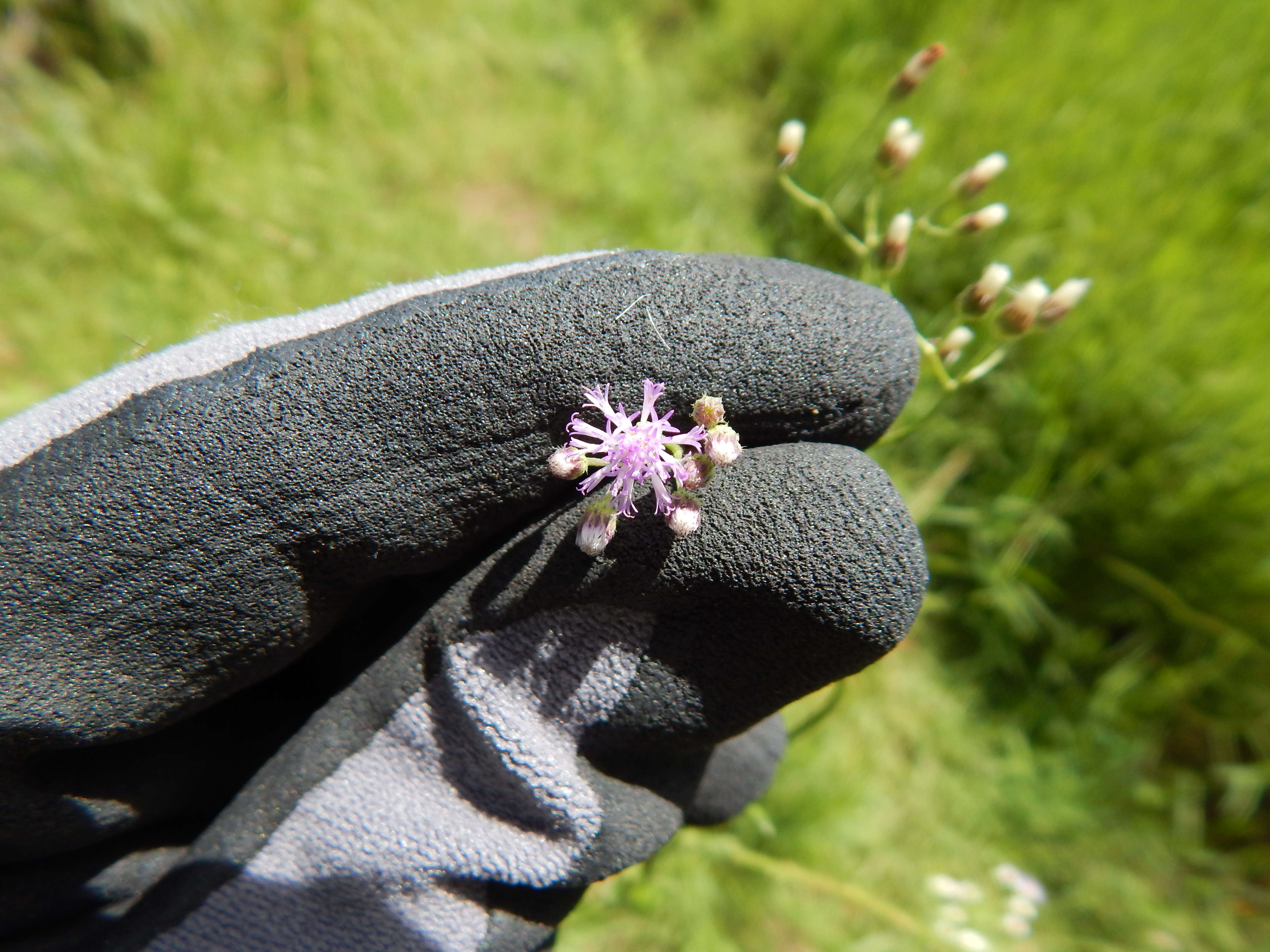Image of ironweed