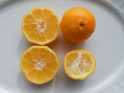 Image of Citrus × limonia